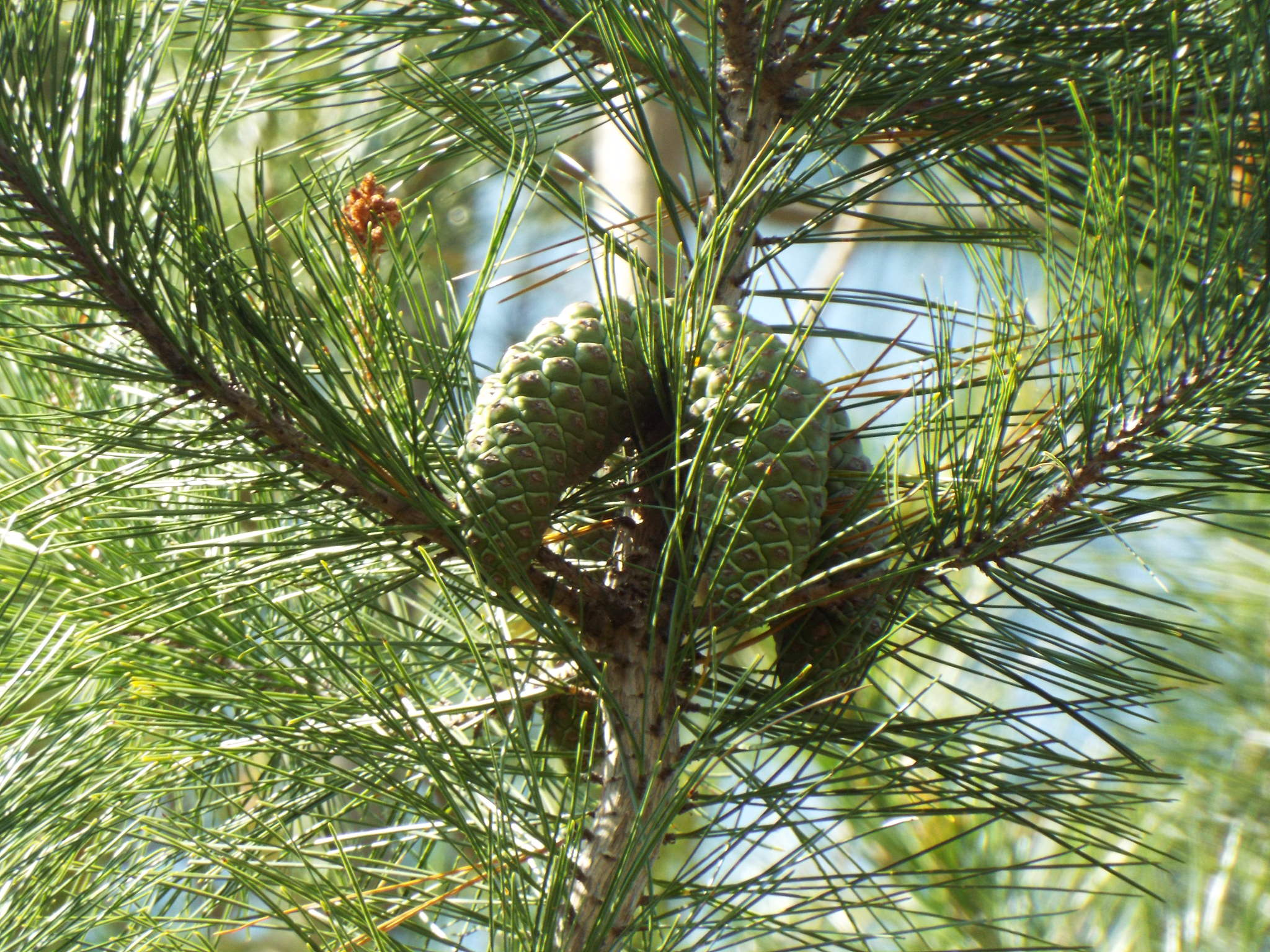 Pinus greggii